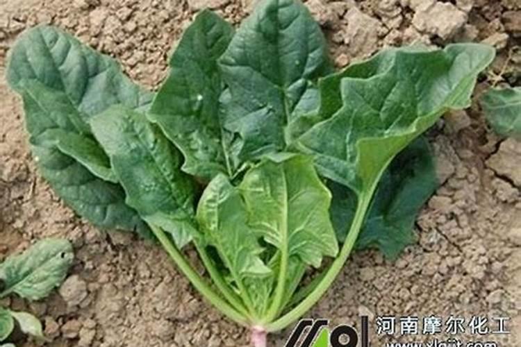 甘蓝打什么叶面肥