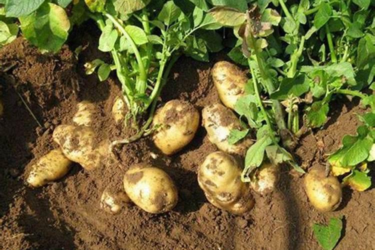 土豆追肥用什么肥料？用了这些肥料土豆养得活才怪