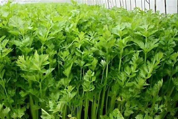 芸苔素内酯效果与功能