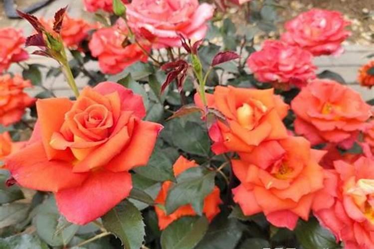 月季梅雨季节怎么施肥？