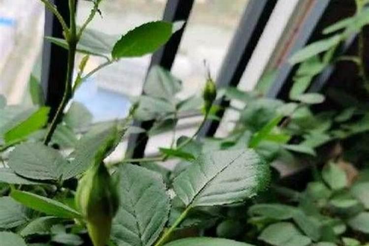 月季花施肥方法怎样给月季花施肥