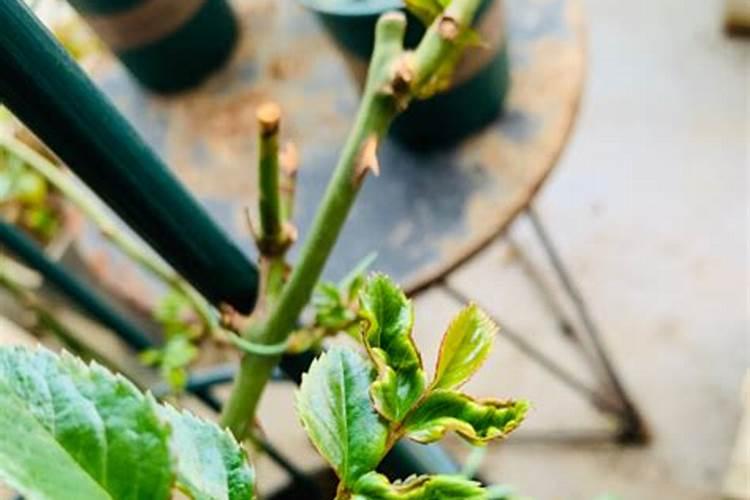秋季养月季花禁用4种肥料这是夺命肥