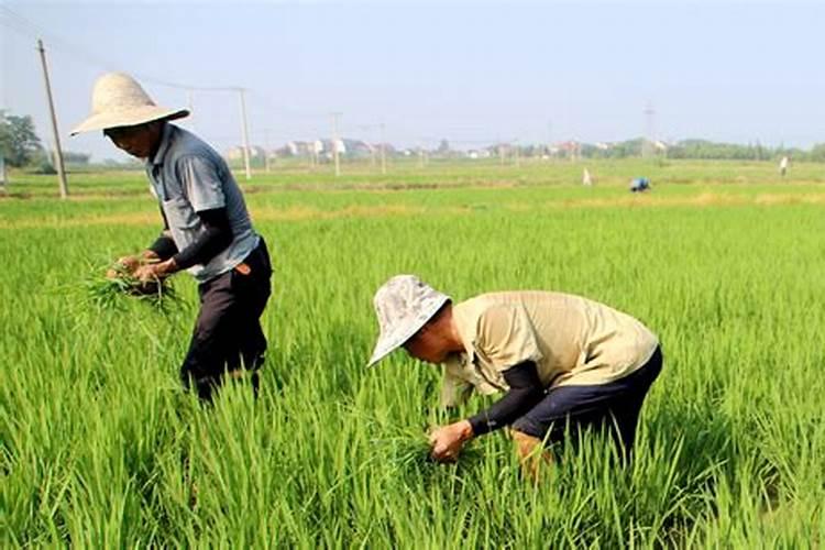 青菜打什么农药好