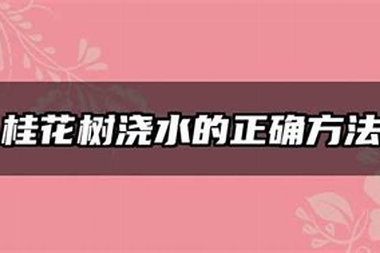 桂花树如何浇水和施肥