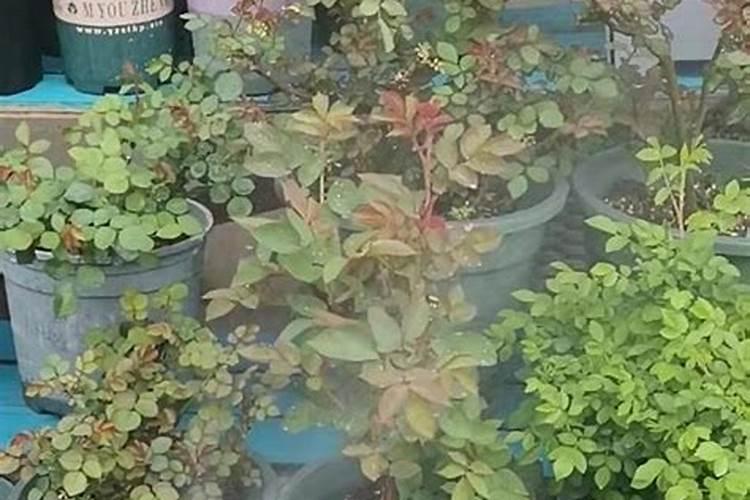 黑豆芽苗菜种植方法 怎样才可以种植出好豆芽