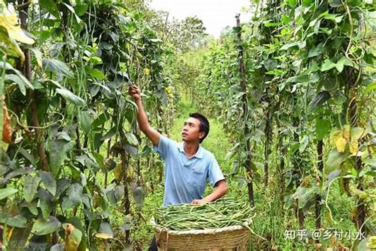 豆角花期用什么肥最好