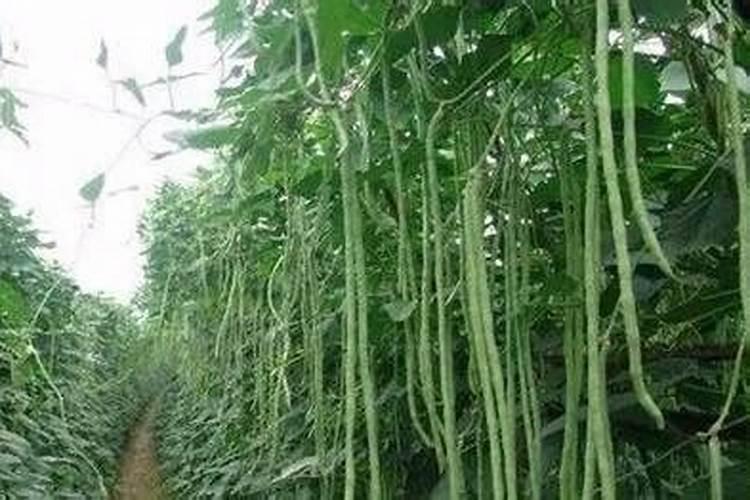 种植豇豆在花期,对水肥的要求都有哪些？