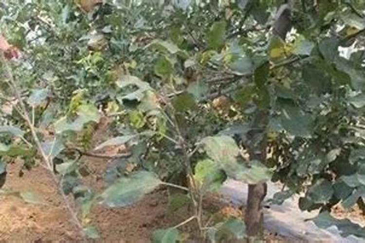 苹果树补钙的叶面肥有哪些苹果树叶面肥一年喷几次都喷什么肥