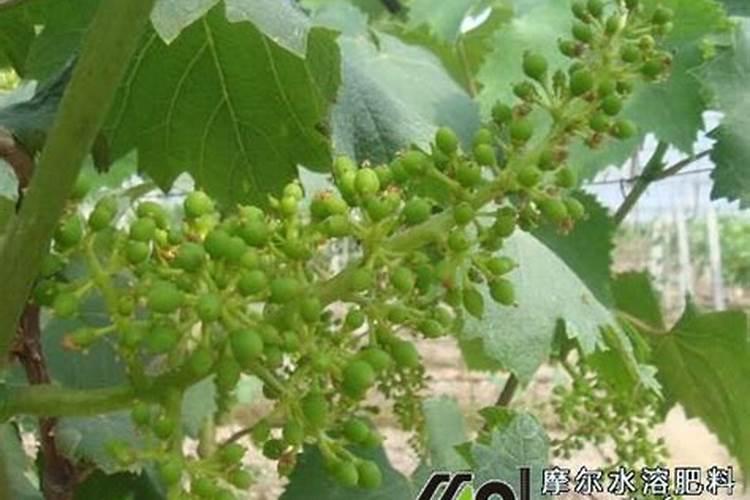 葡萄施钾肥时间和方法
