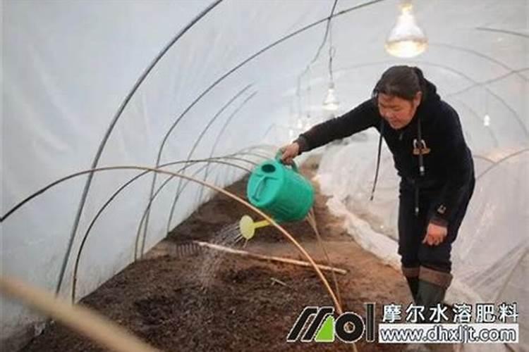 钾肥对农作物有什么作用？