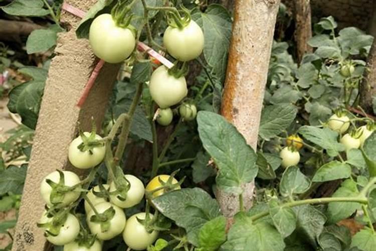 番茄彭果期施什么肥料比较好