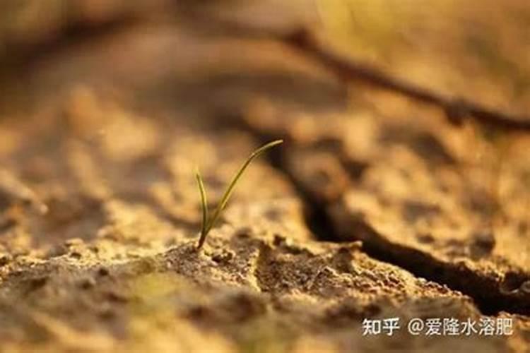 甲肥在农作物里起到什么作用
