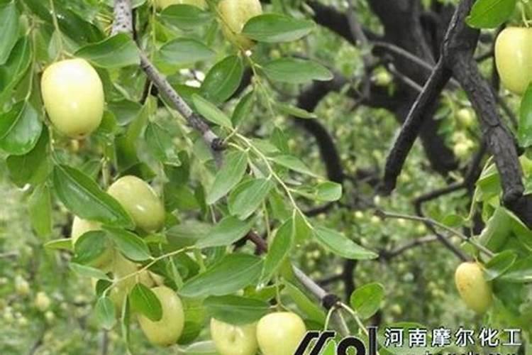 枣树什么时候施肥