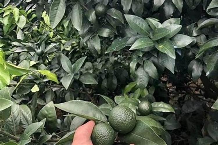 沃柑浇水肥早上还是傍晚好？