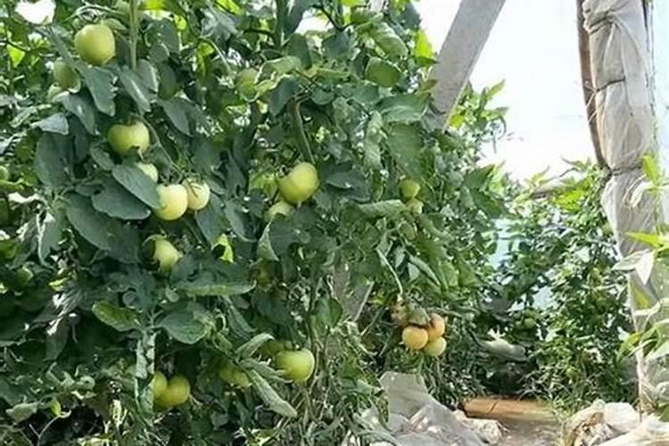 花多多在哪里能买到正品
