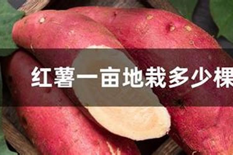 一亩红薯用多少复合肥