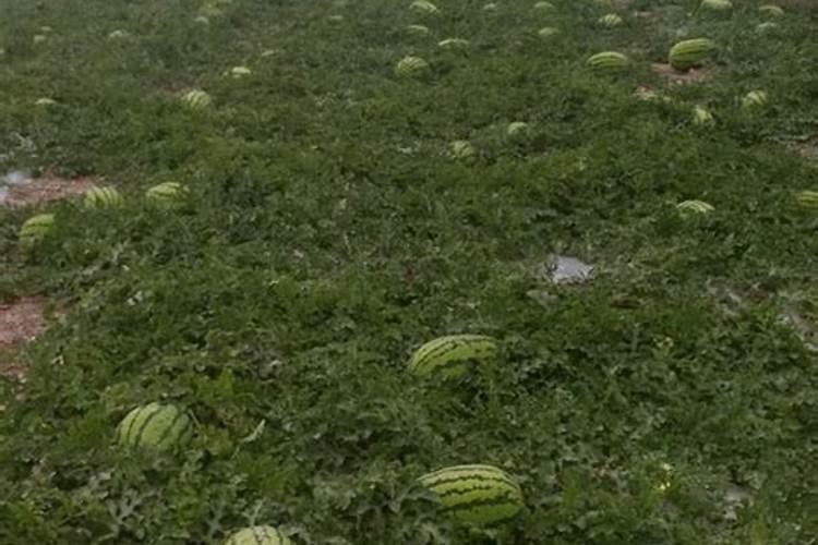 红薯用什么复合肥高产,附种植方法与时间