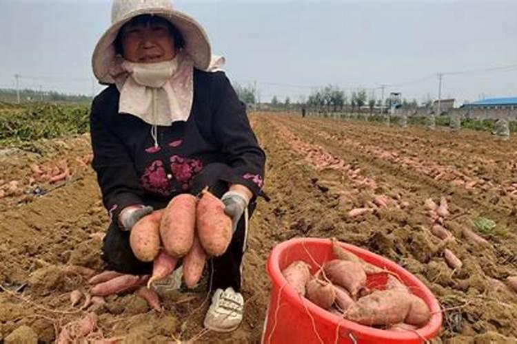 烟叶种植的技术和方法有什么 这三点要注意好!