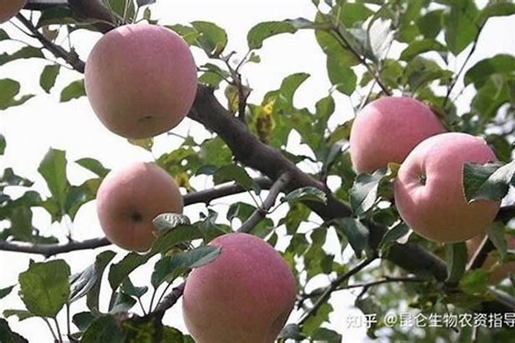 桃树施什么肥最好