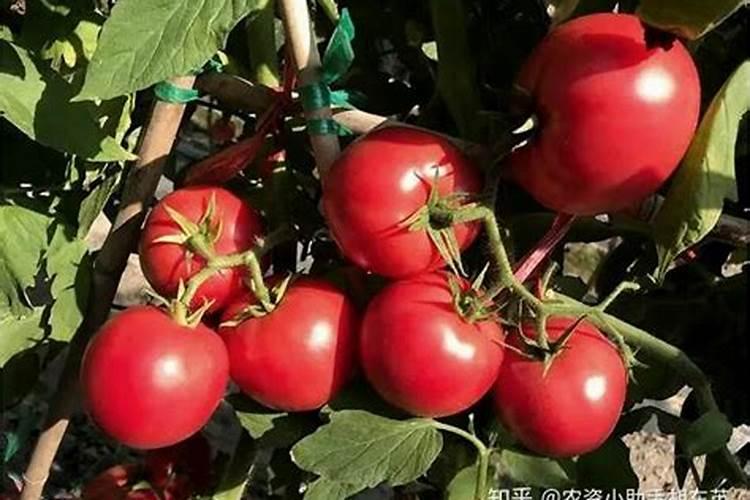 网购回来的多肉多久浇水 多肉网购回来几天浇水合适