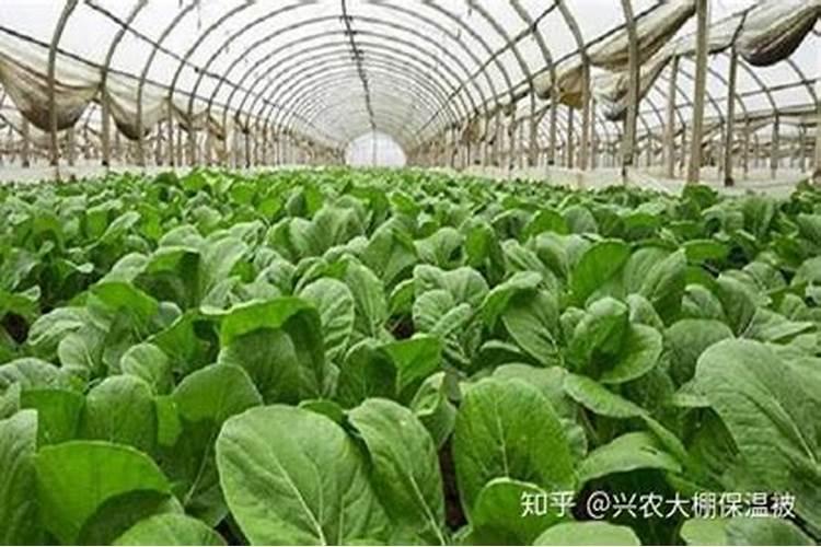 西瓜用什么追肥好