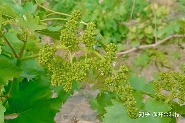 提子的功效与作用和营养价值