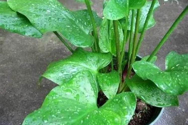 怎么学习花卉盆景的种植技术请高人回答