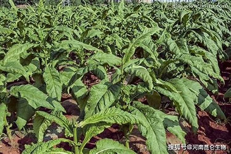 烤烟封顶后喷赤霉酸好不好