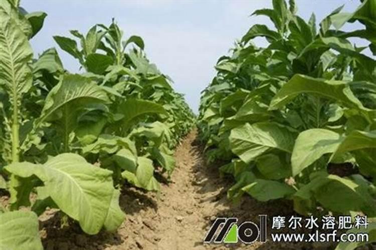 怎样种植烤烟产量高