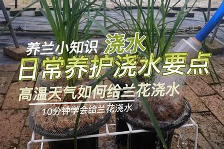 如何给兰花使用尿素令叶片更浓绿