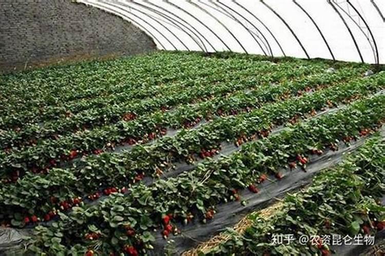 给草莓施肥选择哪种肥料好