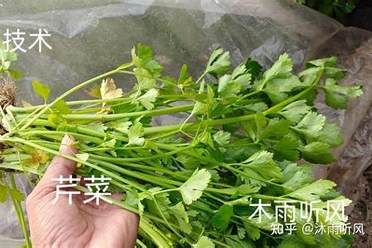 六月在夏季种植芹菜需要注意哪些管理技巧？