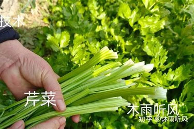 西芹的田间管理方法 芹菜养殖技巧