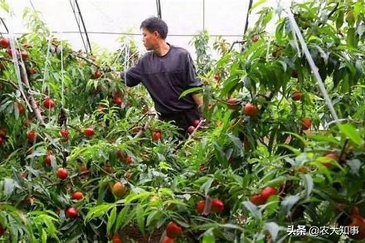苹果种植挂果树,施肥方法有哪些？