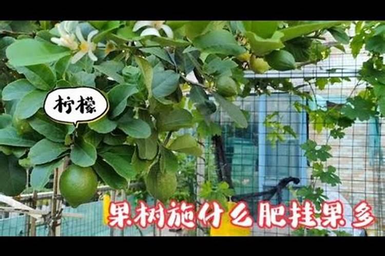种果树用什么肥料好