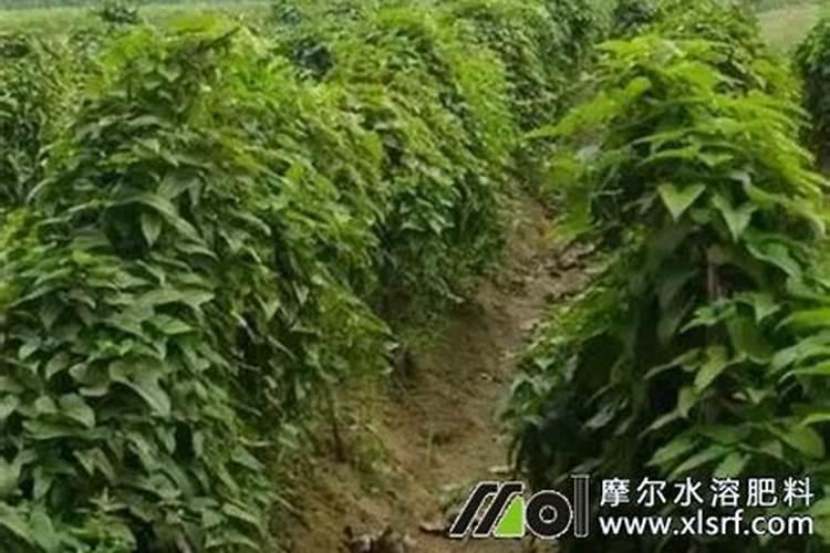种山药的塑料槽 山药种植施什么肥