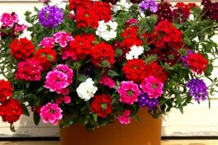 养绿植需要什么肥料,叶片发黄是缺什么肥料