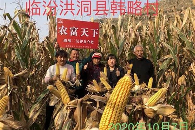 玉米后期打什么叶面肥能增加产量？