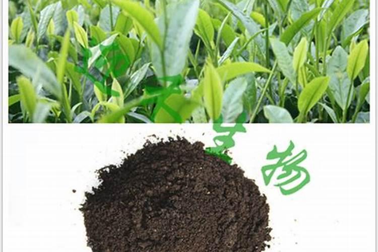 松果可以养花吗？