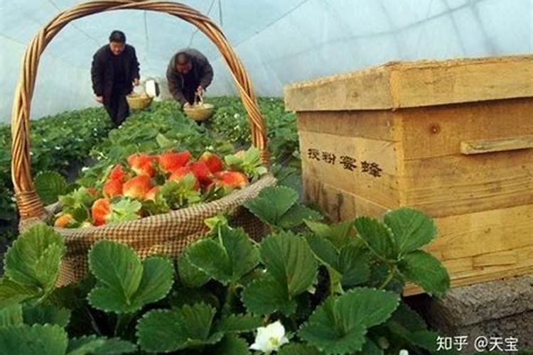 钾肥对植物的作用