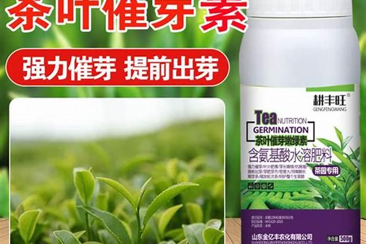 茶叶叶面肥用什么最好