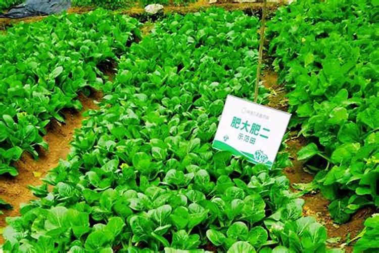 石榴树什么时候施肥 石榴树施肥的方法