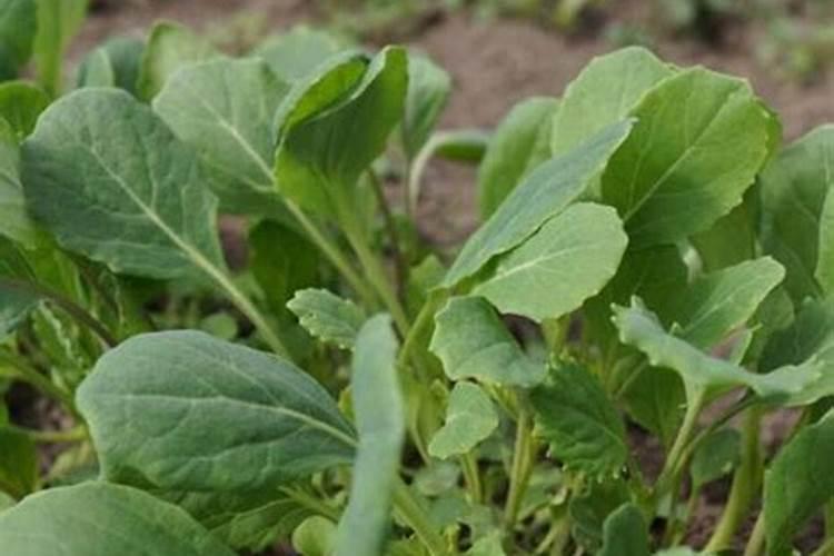 青菜用什么肥料最好