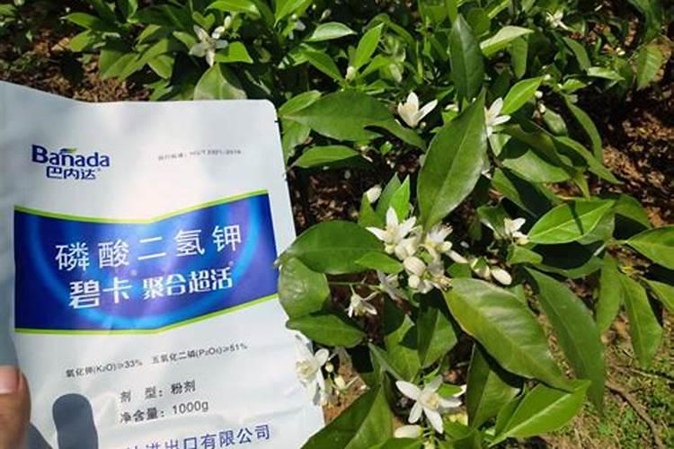 莪术要怎么施肥管理？