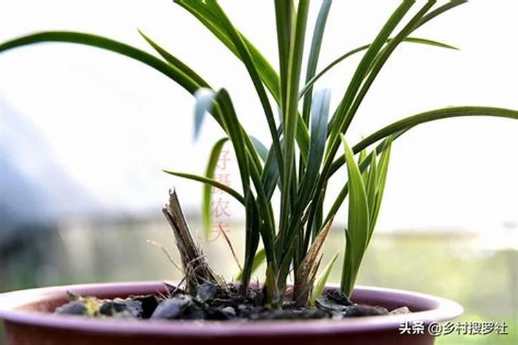 黄腐酸钾的使用方法