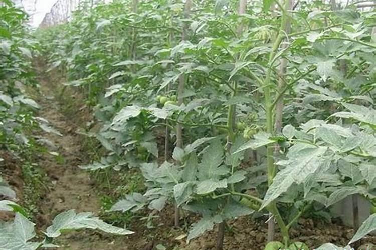 番茄膨果叶面肥效果最好的是哪种