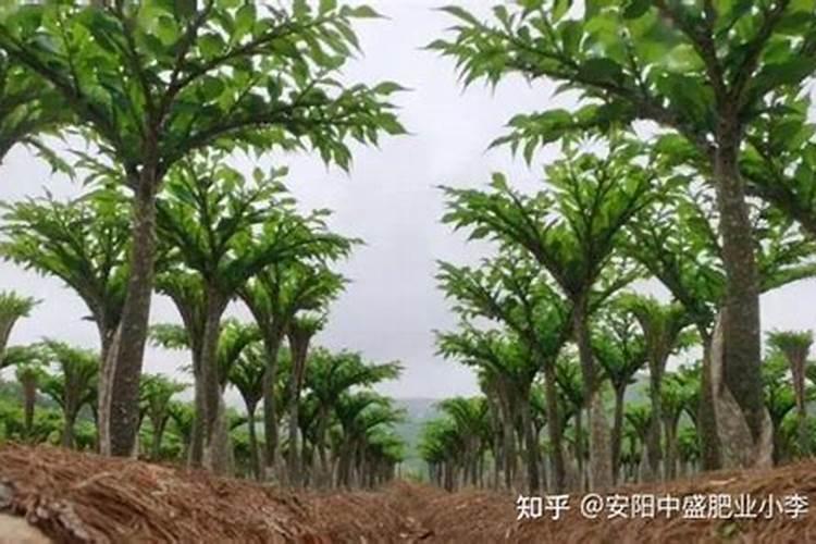 大豆一亩地需要豆种多少斤？