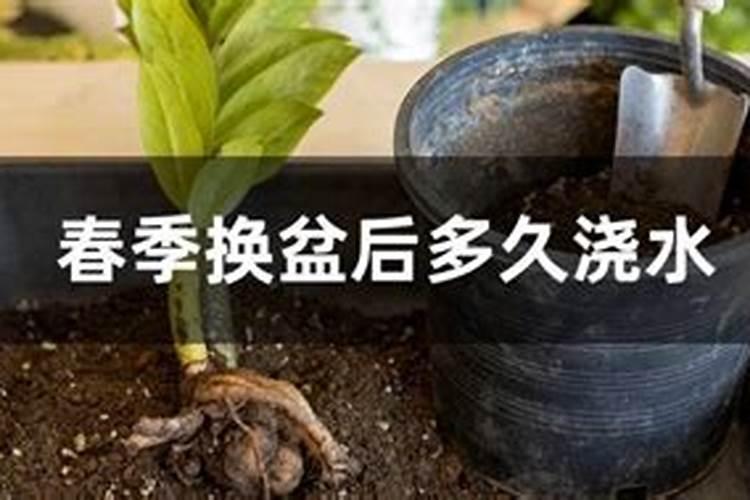 多肉修根换盆多久浇水一次多肉修根换盆浇水时间