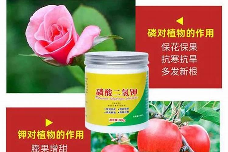 用什么花肥使花开的更鲜艳？