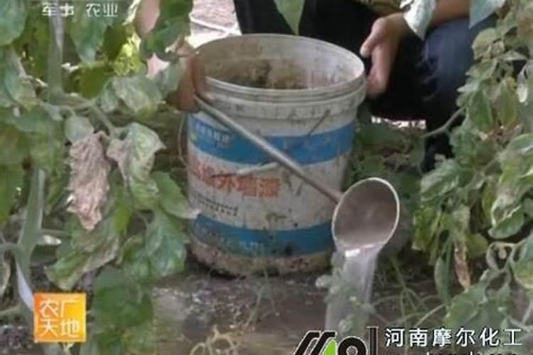 草莓初花期冲什么肥